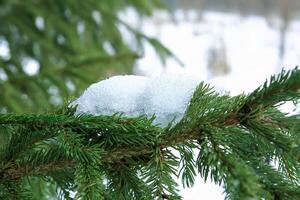 Snow covered fir trees in cold winter day. Seasonal nature in East Europe. photo