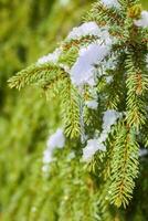 Snow covered spruce tree branches outdoors. photo