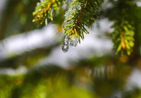 Melting snow on fir tree branches outdoors. photo