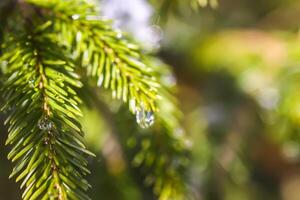 Melting snow. Water drop on fir tree branch outdoors. photo