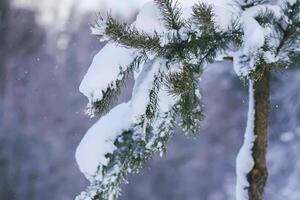 Snow covered pine tree branches outdoors. photo