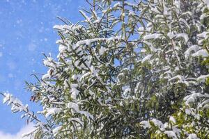 Snow covered spruce fir tree branches outdoors. photo