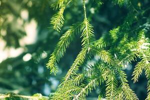 Snow covered fir tree branches outdoors. photo