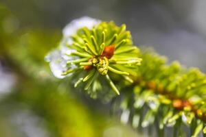 Melting snow. Water drop on fir tree branch outdoors. photo