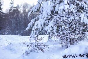 Snow covered spruce tree branches outdoors. photo