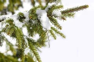 Snow covered spruce tree branch with transparent icicle outdoors. photo