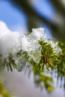 Snow covered spruce tree branches outdoors. photo