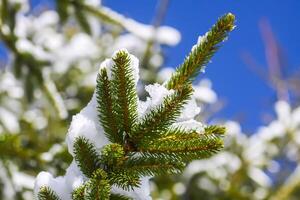 Snow covered fir tree branches on blue clear sky background. photo