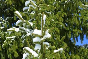 Snow covered spruce tree branches outdoors. photo