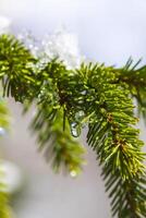 Snow covered spruce tree branches outdoors. photo