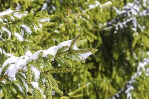 Snow covered spruce tree branches outdoors. photo