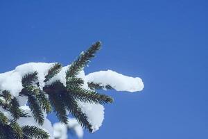 Snow covered fir tree branches on blue clear sky background. photo