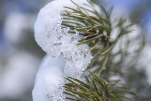 Snow covered spruce tree branches outdoors. photo