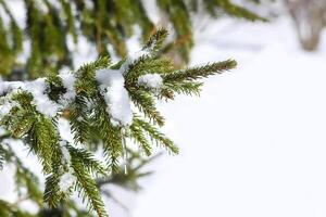 Snow covered spruce tree branch with transparent icicle outdoors. photo