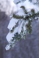 Snow covered pine tree branches outdoors. photo