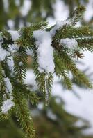 Snow covered spruce tree branch with transparent icicle outdoors. photo