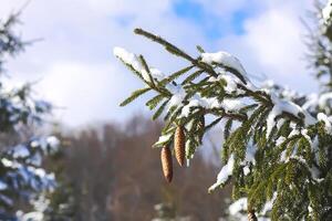 nieve cubierto abeto árbol ramas al aire libre. foto