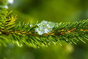 derritiendo nieve en abeto árbol ramas al aire libre. foto