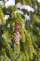 Snow covered fir tree green branches with cones. Spruce cone eaten by a bird. photo