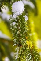 Snow covered spruce tree branches outdoors. photo