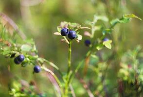 Ripe fresh blueberry photo