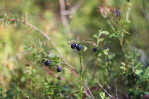 Ripe fresh blueberry photo