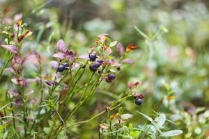 Wild blueberry in summer forest. photo