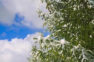 Snow covered spruce fir tree branches outdoors. photo