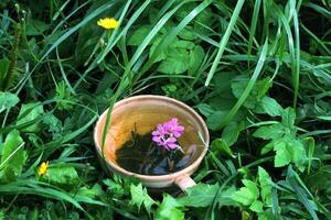 sano herbario té con médico hierbas. foto