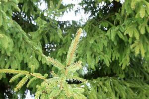 Snow covered fir trees in cold winter day. Seasonal nature in East Europe. photo