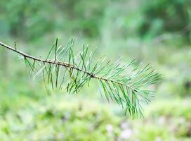 Wild blueberry in summer forest. photo