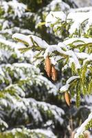 Snow covered fir tree branches with cones outdoors. photo