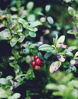 Cranberry in the forest photo