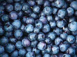 Freshly picked blueberries photo