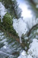 transparente carámbano colgando en el nieve cubierto pino árbol rama foto