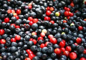 Cranberries and blueberries photo