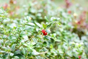 Wild blueberry in summer forest. photo