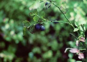 Ripe fresh blueberry photo