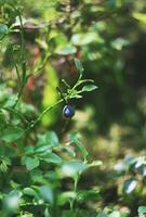 Blueberry in the forest photo