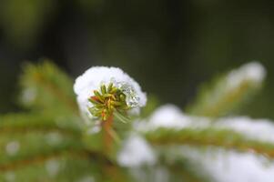 Snow covered spruce tree branches outdoors. photo