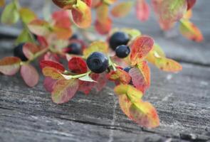 Ripe fresh blueberry photo