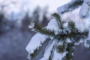 Snow covered pine tree branches outdoors. photo