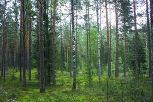 Pine trees in summer forest. photo
