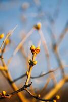 Buds and first leaves on tree branches. photo