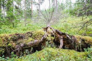 desarraigado arboles después huracán en un bosque en este Europa foto