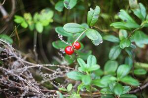 Wild blueberry in summer forest. photo