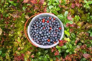 Wild blueberry in summer forest. photo