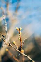 Buds and first leaves on tree branches. photo