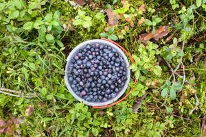 Wild blueberry in summer forest. photo