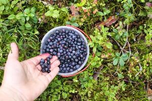 Wild blueberry in summer forest. photo